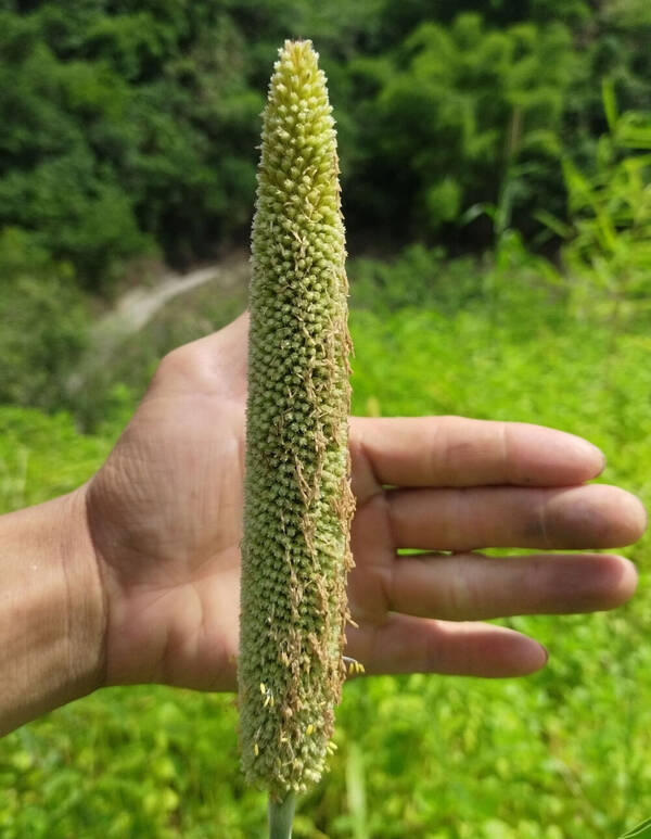 Cenchrus americanus Inflorescence