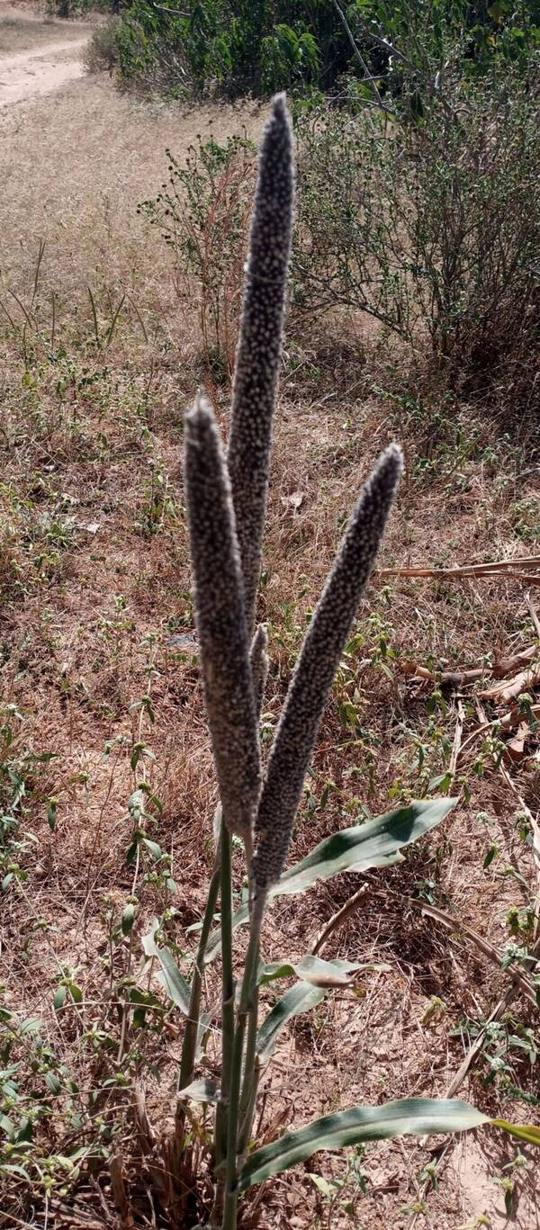 Cenchrus americanus Plant