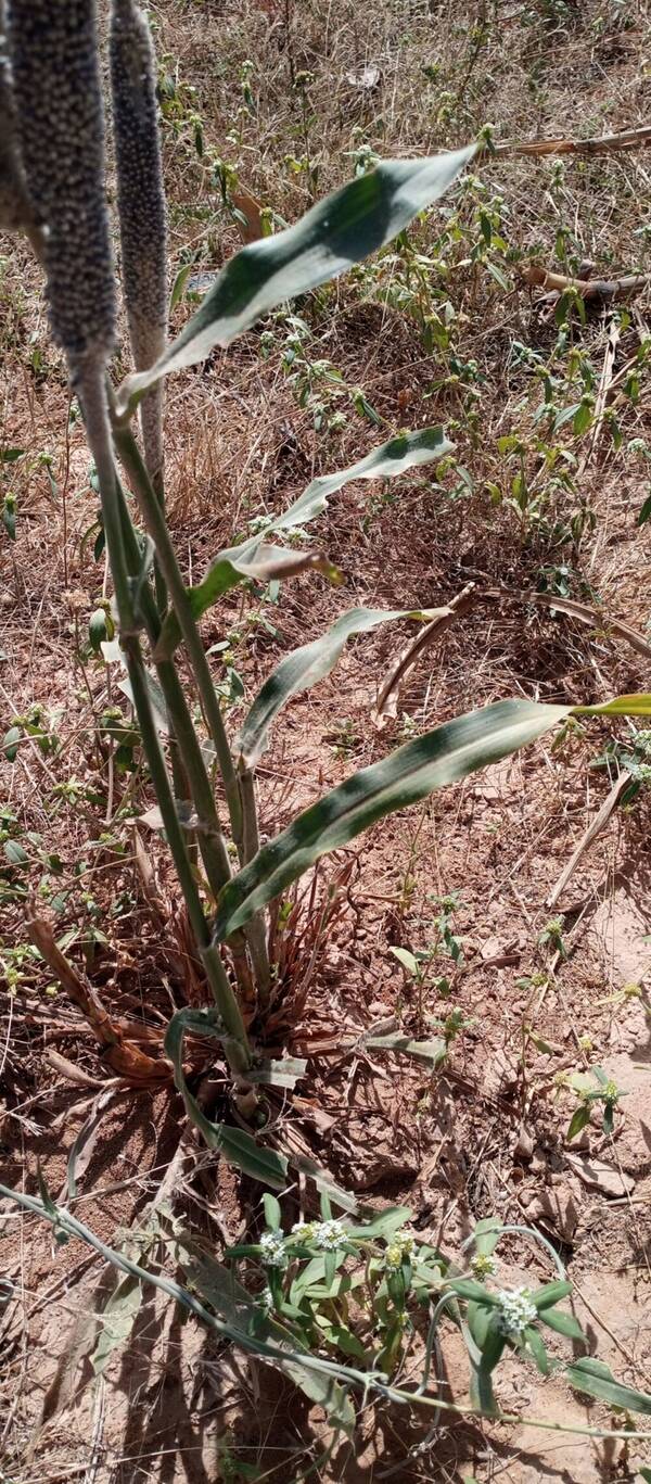 Cenchrus americanus Plant