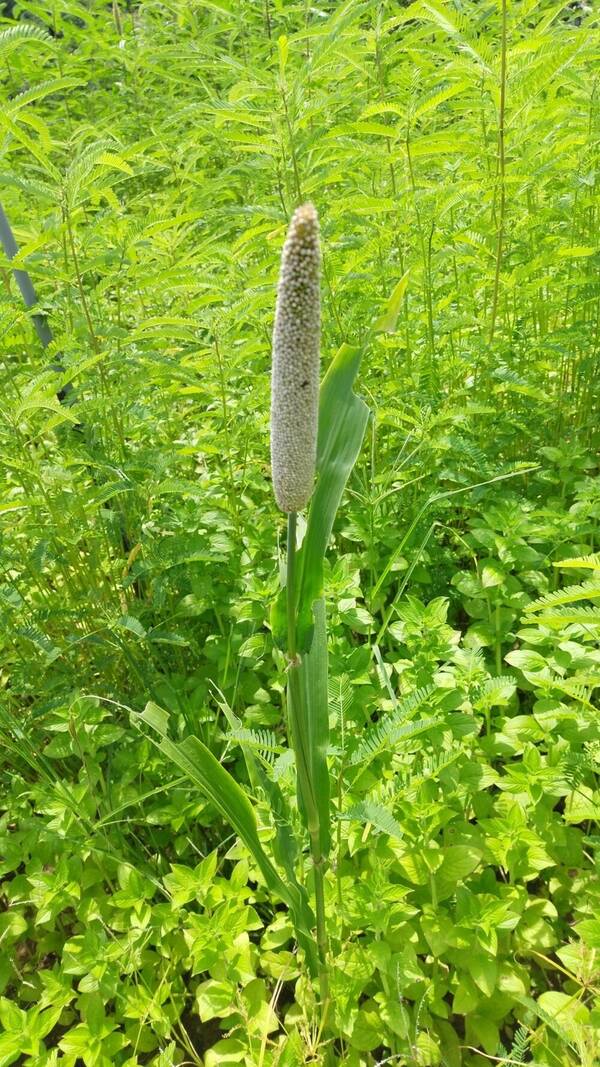 Cenchrus americanus Plant