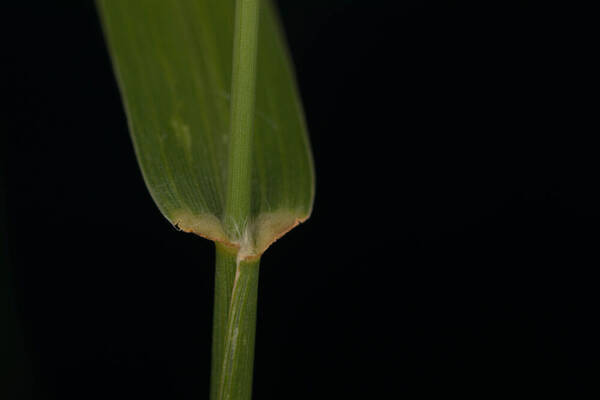 Cenchrus ciliaris Collar