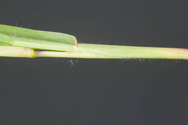 Cenchrus ciliaris Collar