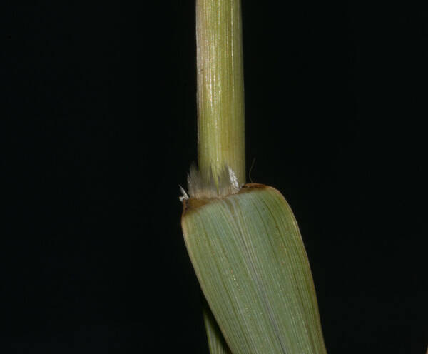 Cenchrus ciliaris Rhizomatous cultivar