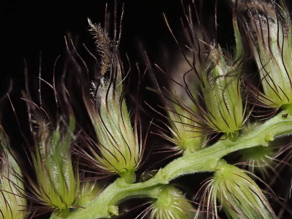 Cenchrus ciliaris Spikelets