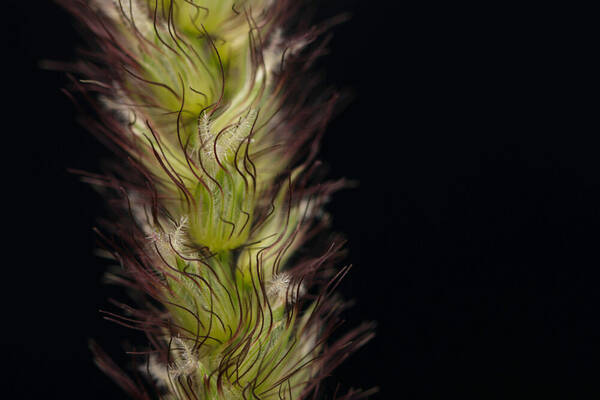 Cenchrus ciliaris Spikelets