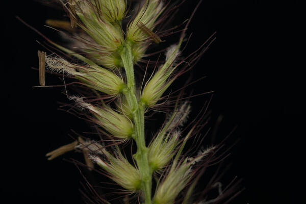 Cenchrus ciliaris Spikelets