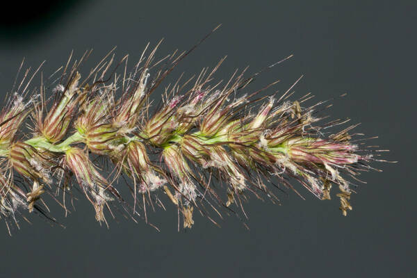 Cenchrus ciliaris Spikelets