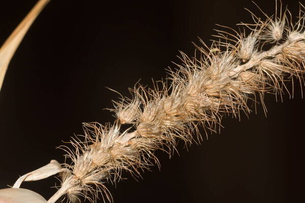 Cenchrus ciliaris Spikelets