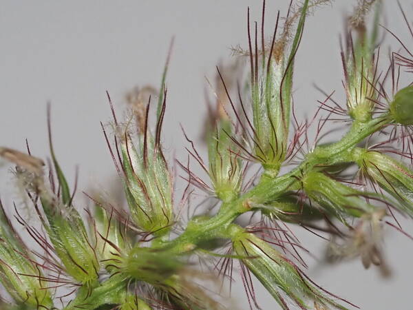 Cenchrus ciliaris Spikelets