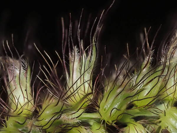 Cenchrus ciliaris Spikelets