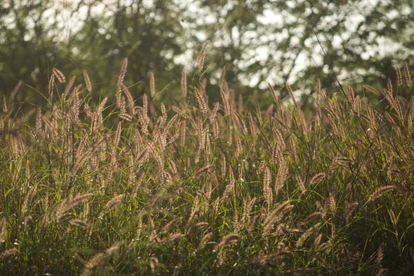 Cenchrus ciliaris Habit