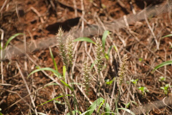 Cenchrus ciliaris Habit