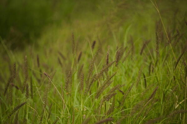 Cenchrus ciliaris Habit