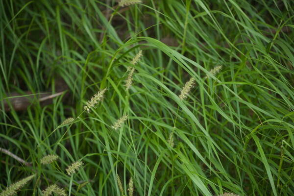 Cenchrus ciliaris Habit