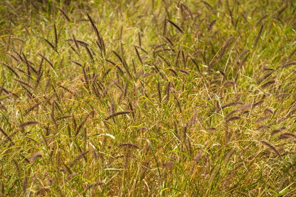 Cenchrus ciliaris Habit