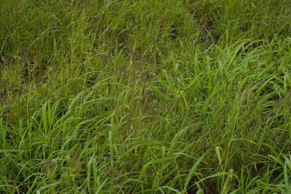 Cenchrus ciliaris Habit