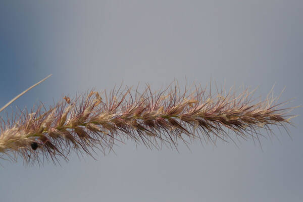 Cenchrus ciliaris Inflorescence