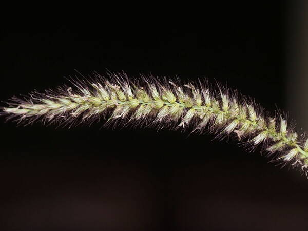 Cenchrus ciliaris Inflorescence