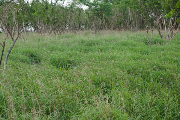 Cenchrus ciliaris Landscape