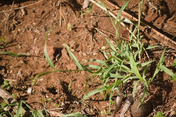 Cenchrus ciliaris Plant