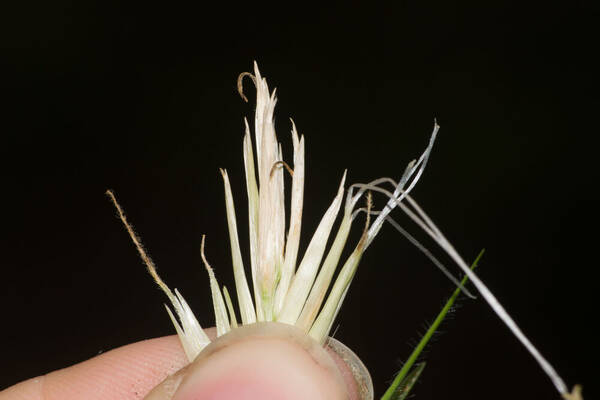 Cenchrus clandestinus Spikelets