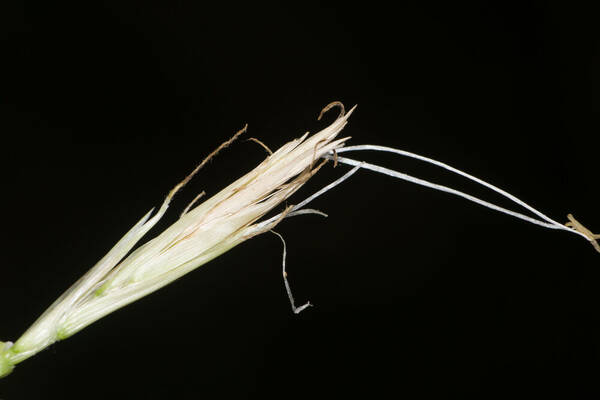 Cenchrus clandestinus Spikelets