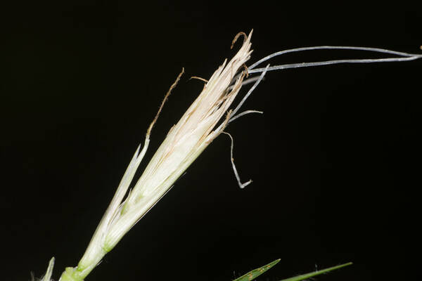 Cenchrus clandestinus Spikelets