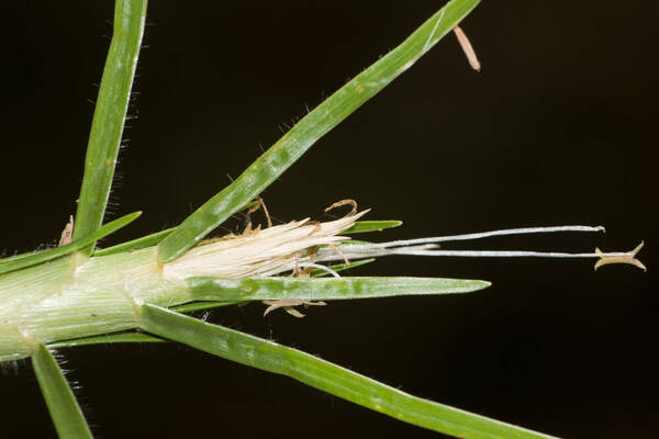 Cenchrus clandestinus Inflorescence