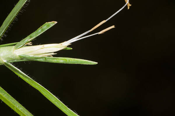 Cenchrus clandestinus Inflorescence