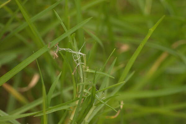 Cenchrus clandestinus Inflorescence