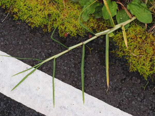 Cenchrus clandestinus Plant