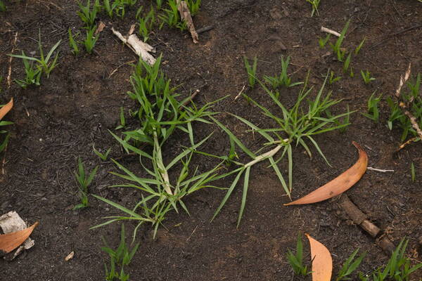 Cenchrus clandestinus Plant