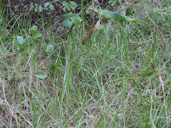 Cenchrus clandestinus Plant