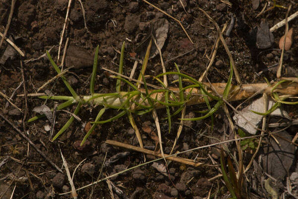 Cenchrus clandestinus Plant