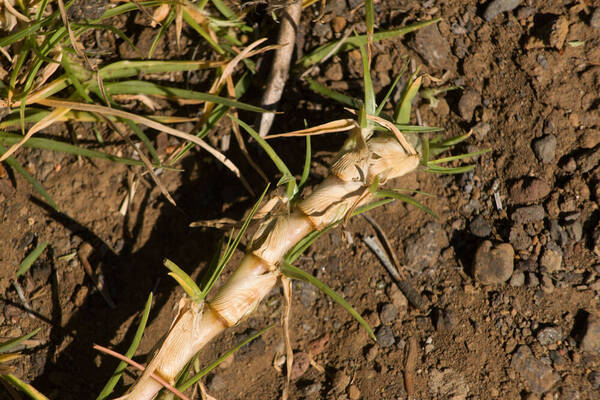 Cenchrus clandestinus Plant