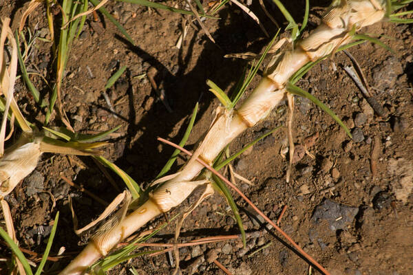 Cenchrus clandestinus Plant