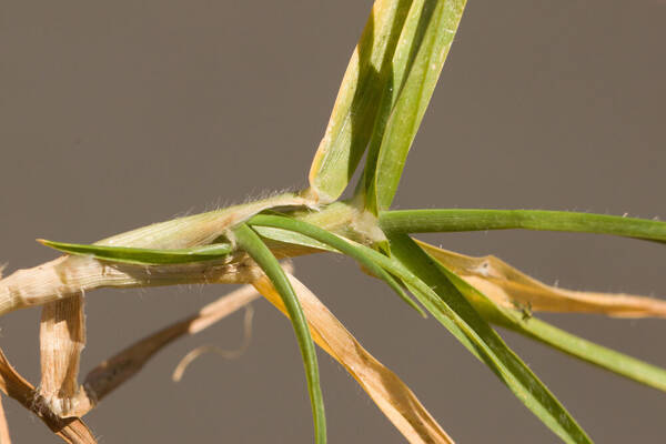 Cenchrus clandestinus Plant