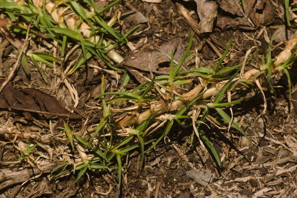 Cenchrus clandestinus Plant