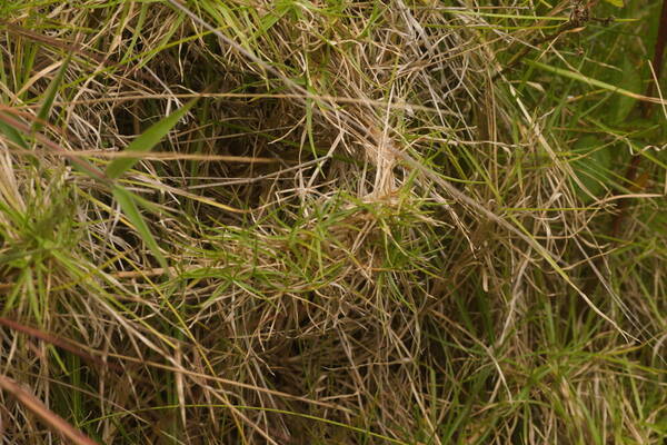 Cenchrus clandestinus Plant