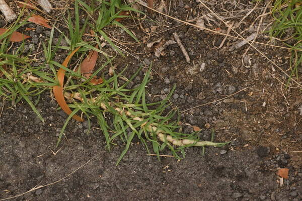 Cenchrus clandestinus Plant