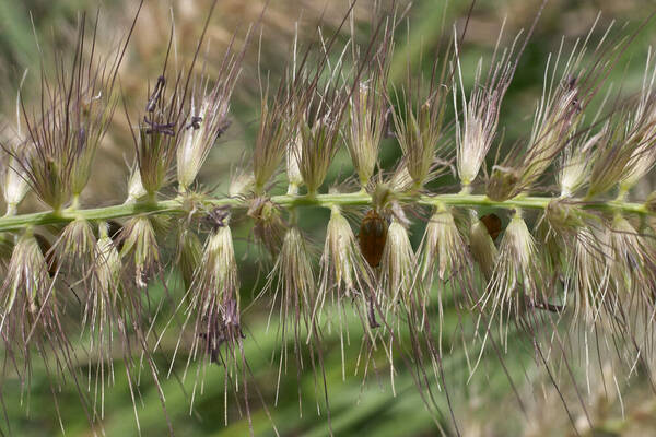 Cenchrus complanatus Spikelets