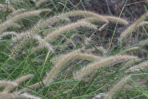 Cenchrus complanatus Inflorescence