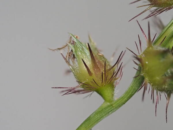 Cenchrus echinatus Spikelets