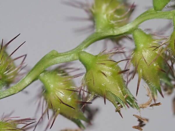 Cenchrus echinatus Spikelets