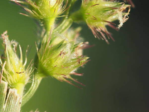 Cenchrus echinatus Spikelets