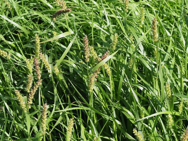 Cenchrus echinatus Habit