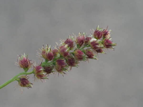 Cenchrus echinatus Inflorescence