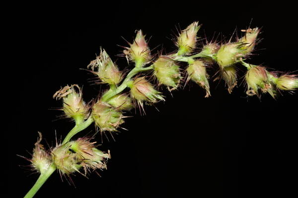 Cenchrus echinatus Inflorescence