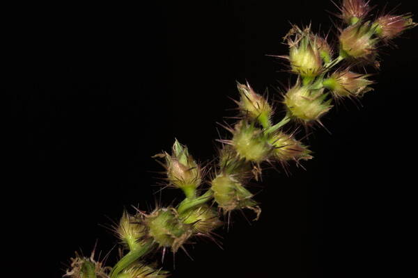 Cenchrus echinatus Inflorescence