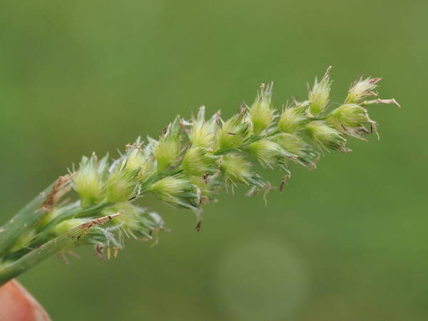 Cenchrus echinatus Inflorescence